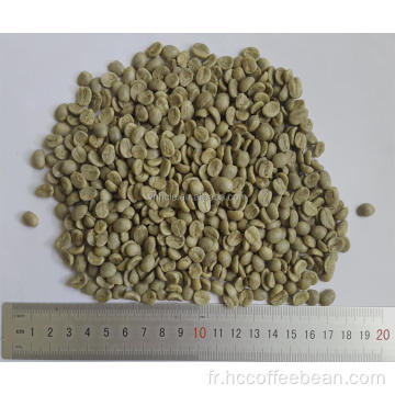 grains de café vert arabica grade AA 17 up